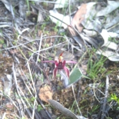 Caladenia actensis (Canberra Spider Orchid) at Hackett, ACT - 16 Sep 2015 by TobiasHayashi