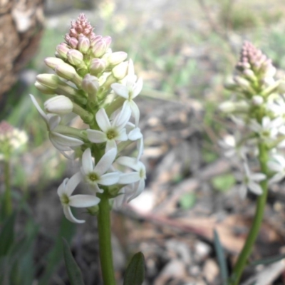 Stackhousia monogyna (Creamy Candles) at Majura, ACT - 18 Sep 2015 by SilkeSma