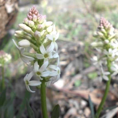 Stackhousia monogyna (Creamy Candles) at Mount Ainslie - 17 Sep 2015 by SilkeSma