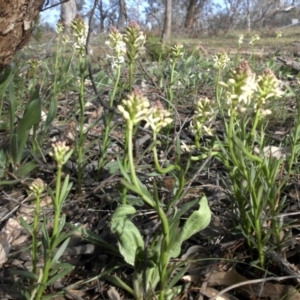 Stackhousia monogyna at Majura, ACT - 18 Sep 2015