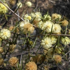 Acacia ulicifolia (Prickly Moses) at Campbell, ACT - 18 Sep 2015 by SilkeSma