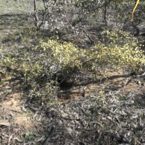 Acacia ulicifolia at Campbell, ACT - 18 Sep 2015