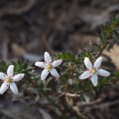 Rhytidosporum procumbens (White Marianth) at Black Mountain - 17 Sep 2015 by KenT