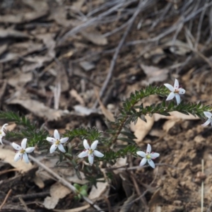 Rhytidosporum procumbens at Acton, ACT - 18 Sep 2015