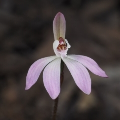 Caladenia fuscata (Dusky Fingers) at Black Mountain - 17 Sep 2015 by KenT