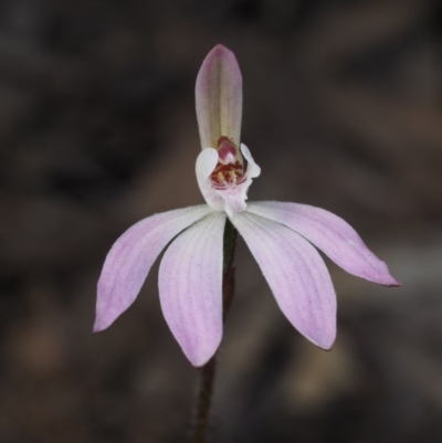 Caladenia fuscata (Dusky Fingers) at Acton, ACT - 17 Sep 2015 by KenT