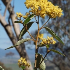 Pomaderris intermedia (Golden Pomaderris) at Acton, ACT - 18 Sep 2015 by KenT