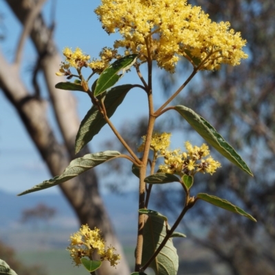 Pomaderris intermedia (Golden Pomaderris) at Acton, ACT - 18 Sep 2015 by KenT