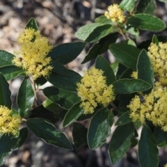 Pomaderris intermedia at Acton, ACT - 18 Sep 2015 08:55 AM