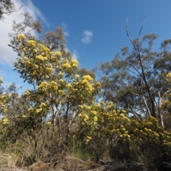 Pomaderris intermedia at Acton, ACT - 18 Sep 2015 08:55 AM