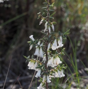 Leucopogon fletcheri subsp. brevisepalus at Acton, ACT - 18 Sep 2015