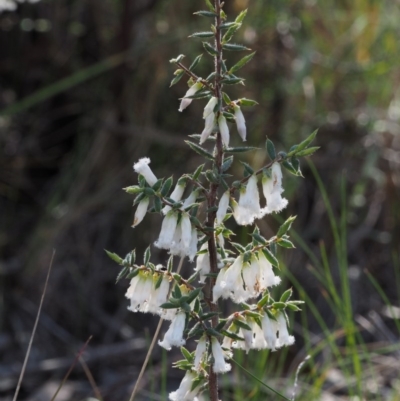 Leucopogon fletcheri subsp. brevisepalus (Twin Flower Beard-Heath) at Black Mountain - 18 Sep 2015 by KenT