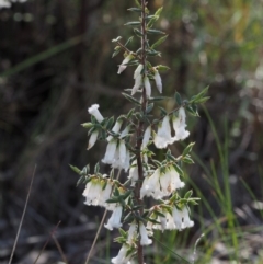 Leucopogon fletcheri subsp. brevisepalus (Twin Flower Beard-Heath) at Acton, ACT - 18 Sep 2015 by KenT