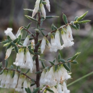 Styphelia fletcheri subsp. brevisepala at Acton, ACT - 18 Sep 2015 12:54 PM