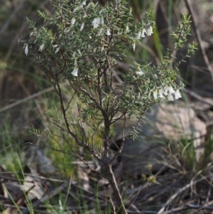 Styphelia fletcheri subsp. brevisepala at Acton, ACT - 18 Sep 2015 12:54 PM