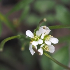 Cardamine hirsuta (Common Bittercress, Hairy Woodcress) at Acton, ACT - 18 Sep 2015 by KenT