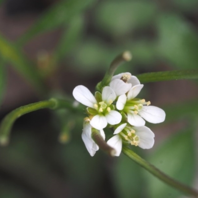 Cardamine hirsuta (Common Bittercress, Hairy Woodcress) at ANBG - 18 Sep 2015 by KenT