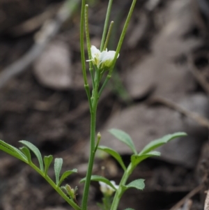 Cardamine hirsuta at Acton, ACT - 18 Sep 2015 10:29 AM