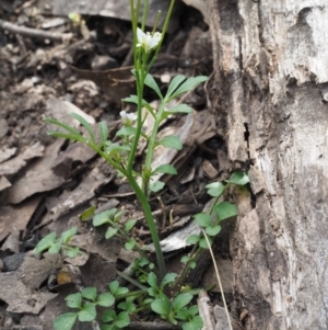 Cardamine hirsuta at Acton, ACT - 18 Sep 2015 10:29 AM