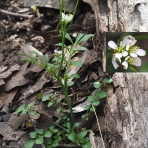 Cardamine hirsuta at Acton, ACT - 18 Sep 2015 10:29 AM