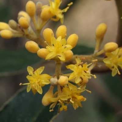 Pomaderris intermedia (Golden Pomaderris) at Acton, ACT - 18 Sep 2015 by KenT