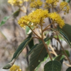 Pomaderris intermedia at Acton, ACT - 18 Sep 2015 11:06 AM