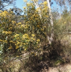 Pomaderris intermedia at Acton, ACT - 18 Sep 2015