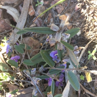 Hovea heterophylla (Common Hovea) at Aranda, ACT - 18 Sep 2015 by JanetRussell