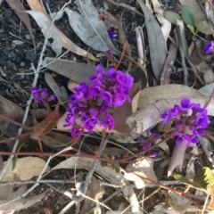 Hardenbergia violacea (False Sarsaparilla) at Aranda, ACT - 18 Sep 2015 by JanetRussell