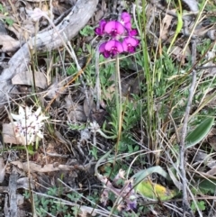 Swainsona sericea (Silky Swainson-Pea) at The Pinnacle - 18 Sep 2015 by JohnBrannan