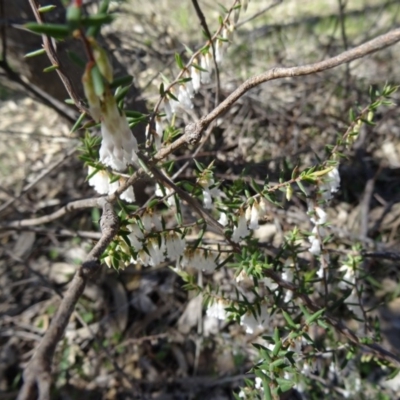 Leucopogon fletcheri subsp. brevisepalus (Twin Flower Beard-Heath) at Farrer, ACT - 13 Sep 2015 by galah681