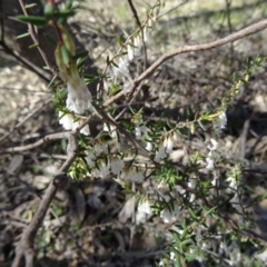 Leucopogon fletcheri subsp. brevisepalus (Twin Flower Beard-Heath) at Farrer, ACT - 13 Sep 2015 by galah681