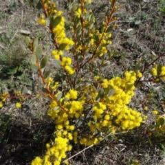 Acacia buxifolia subsp. buxifolia (Box-leaf Wattle) at Farrer, ACT - 13 Sep 2015 by galah681