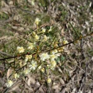 Acacia genistifolia at Farrer, ACT - 13 Sep 2015 10:45 AM