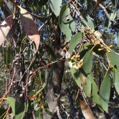 Eucalyptus bridgesiana (Apple Box) at Farrer, ACT - 13 Sep 2015 by galah681