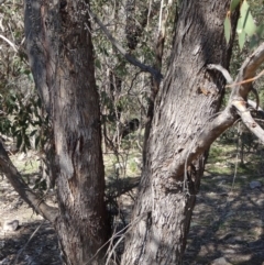 Eucalyptus bridgesiana at Farrer Ridge - 13 Sep 2015 11:08 AM