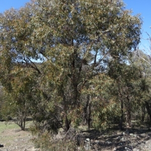 Eucalyptus bridgesiana at Farrer, ACT - 13 Sep 2015