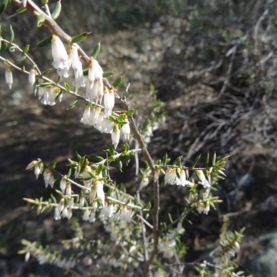 Leucopogon fletcheri subsp. brevisepalus (Twin Flower Beard-Heath) at Farrer, ACT - 13 Sep 2015 by galah681