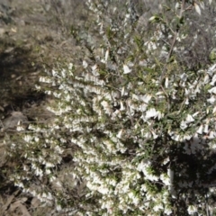 Styphelia fletcheri subsp. brevisepala at Farrer, ACT - 13 Sep 2015