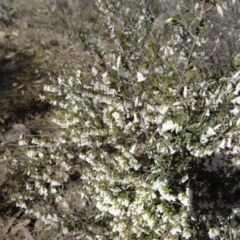 Leucopogon fletcheri subsp. brevisepalus at Farrer, ACT - 13 Sep 2015