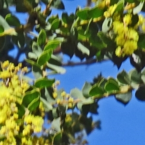 Acacia pravissima at Farrer, ACT - 13 Sep 2015 11:49 AM