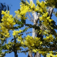 Acacia pravissima at Farrer, ACT - 13 Sep 2015