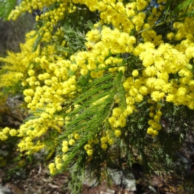 Acacia decurrens (Green Wattle) at Farrer, ACT - 13 Sep 2015 by galah681