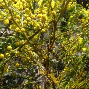 Acacia decurrens at Farrer, ACT - 13 Sep 2015 11:51 AM