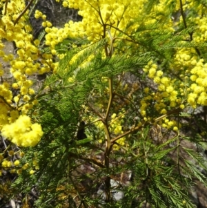 Acacia decurrens at Farrer, ACT - 13 Sep 2015