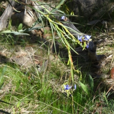 Stypandra glauca (Nodding Blue Lily) at Farrer Ridge - 13 Sep 2015 by galah681