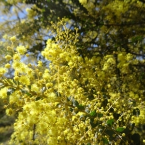 Acacia pravissima at Farrer, ACT - 13 Sep 2015 12:14 PM