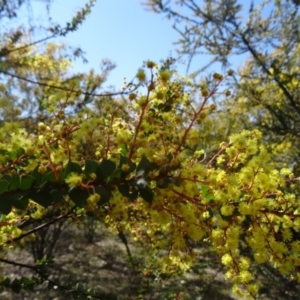 Acacia pravissima at Farrer, ACT - 13 Sep 2015 12:14 PM