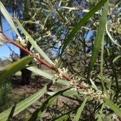 Hakea salicifolia (Willow-leaved Hakea) at Farrer, ACT - 13 Sep 2015 by galah681