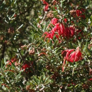 Grevillea juniperina subsp. fortis at Farrer, ACT - 13 Sep 2015